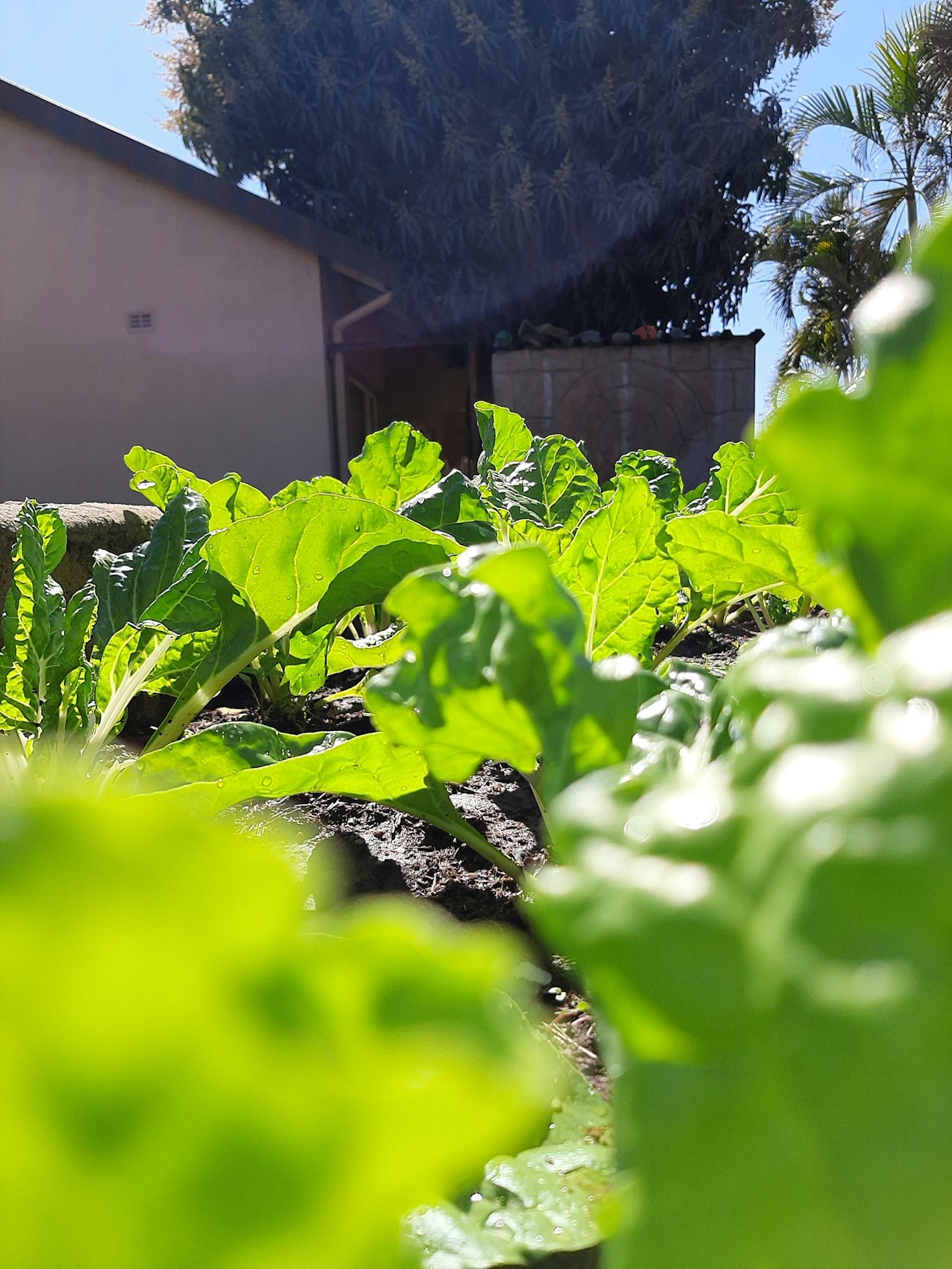 How Blockchain is Revolutionizing African Agriculture