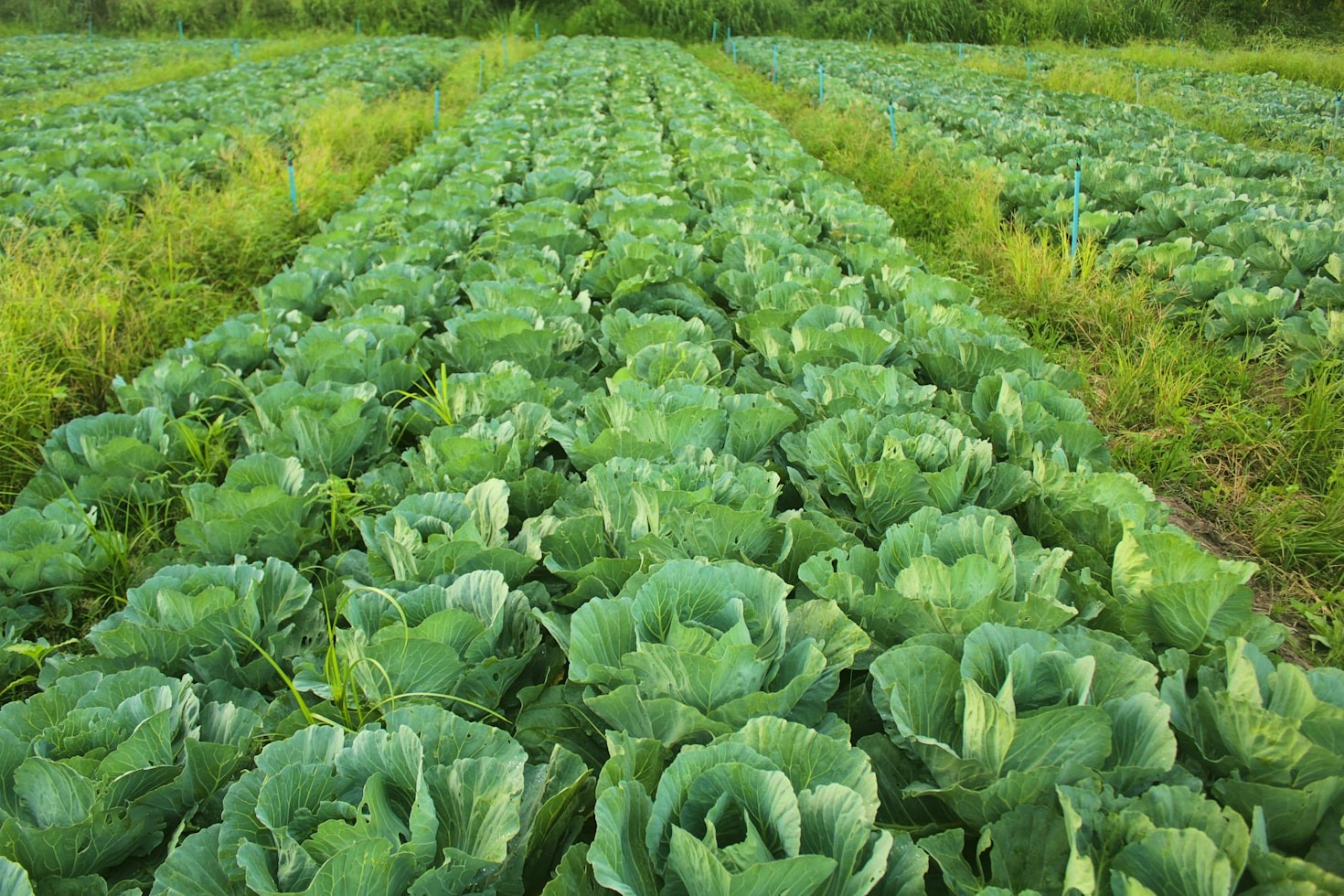 The Role of Gender Equality in Farming Advancements