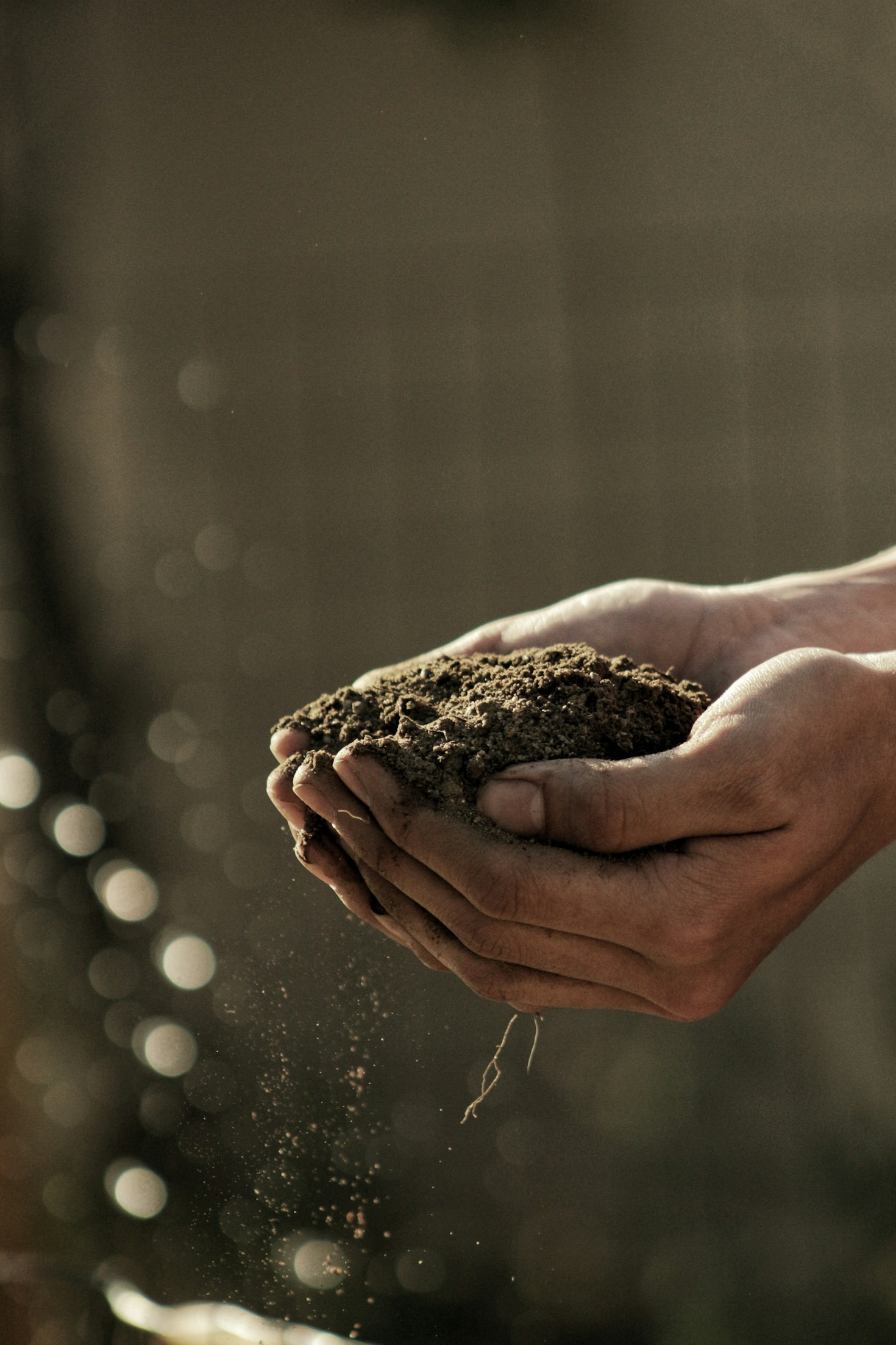 Blockchain’s Impact on Food Security and Growth